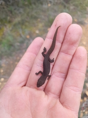 Crenadactylus ocellatus