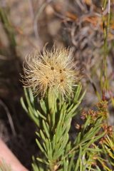 Pteronia tenuifolia