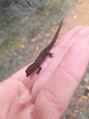 Crenadactylus ocellatus