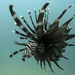 Indian Lionfish - Photo (c) Ewout Knoester, some rights reserved (CC BY-NC), uploaded by Ewout Knoester
