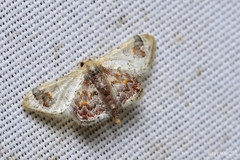 Idaea asceta
