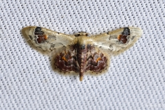 Idaea asceta