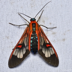 Cosmosoma teuthras
