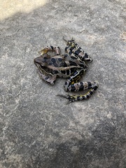 Lithobates sphenocephalus utricularius