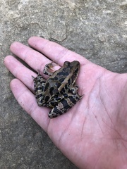 Lithobates sphenocephalus utricularius
