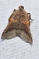 Clydonopteron sacculana