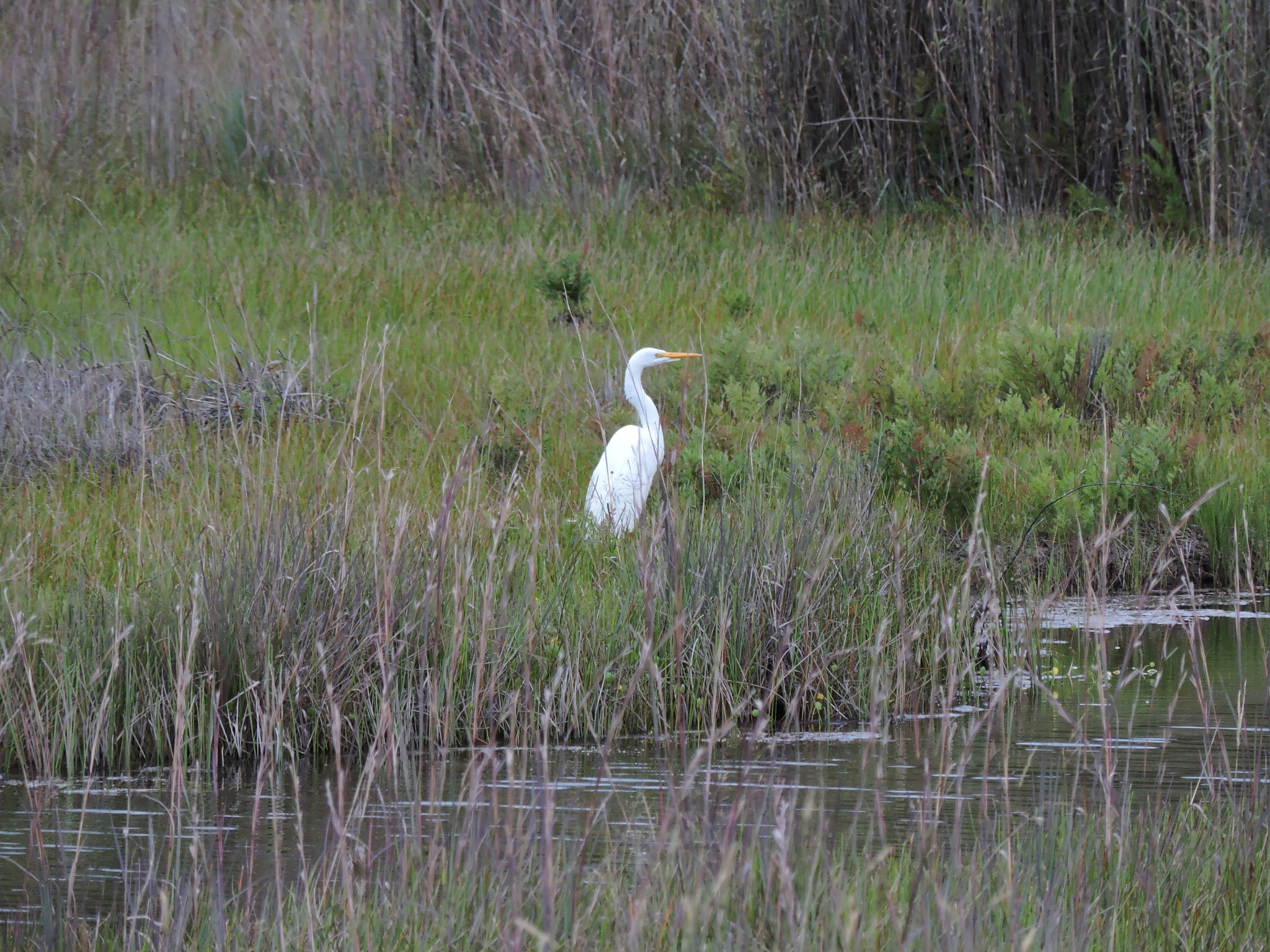 Ardea alba image