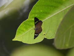 Celaenorrhinus pyrrha