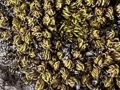 Hypodontium