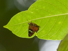 Celaenorrhinus pyrrha