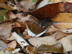 Tanaecia flora