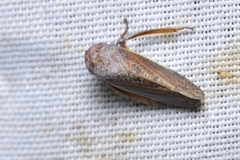 Hamana gelbata