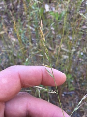 Festuca microstachys