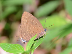 Arhopala overdijkinki unda