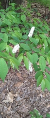 Prunus grayana