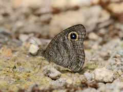 Ypthima fasciata