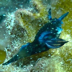 Roboastra gracilis