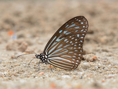Ideopsis vulgaris