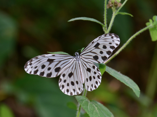 Smaller Wood Nymph
