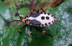 Sephina