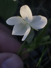 Viola accrescens