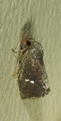 Elusa oenolopha