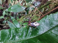 Sephina