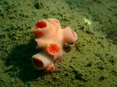 Cladopsammia eguchii