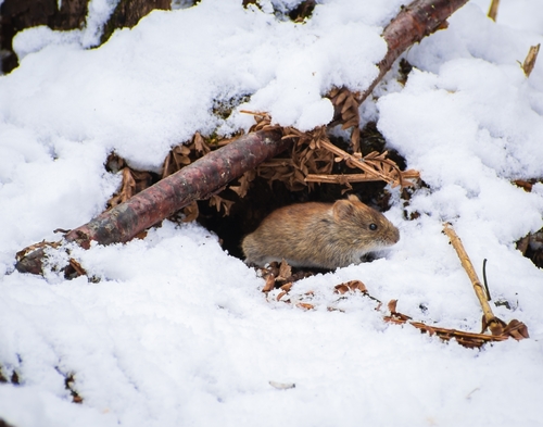 Northern Red-backed Vole, Novosibirsk Oblast, Russia, 630058, photo 7 of 10