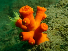 Dendrophyllia arbuscula