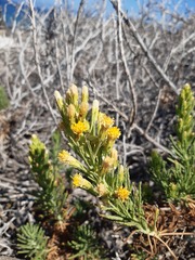 Pleocarphus revolutus