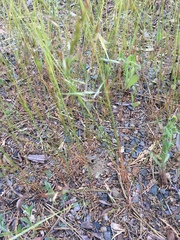 Festuca microstachys