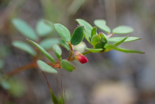 iNaturalist observation photo of Short-flower Deervetch