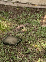 Varanus bengalensis