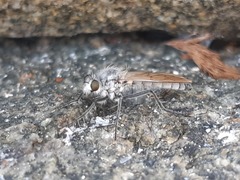 Graptostylus dolosus