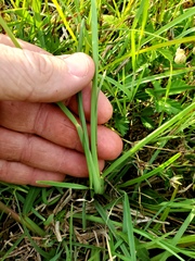 Chloris texensis