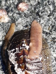 Notocomplana chierchiae