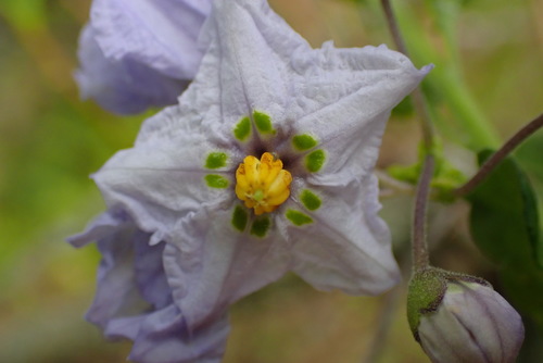 iNaturalist observation photo of bluewitch nightshade