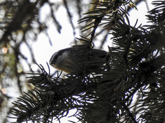 Sitta canadensis