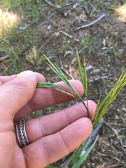 Bromus carinatus