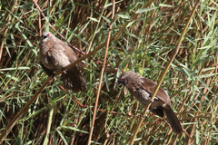 Turdoides hartlaubii