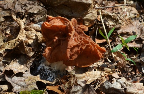 Discina fastigiata image