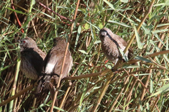 Turdoides hartlaubii