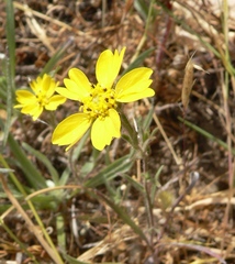 Hemizonia congesta lutescens