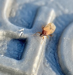 Amphiareus obscuriceps