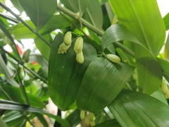 Polygonatum biflorum