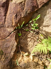 Cryptostylis subulata