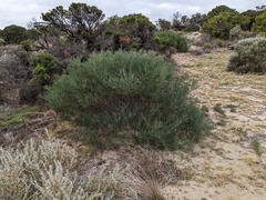 Acacia cupularis
