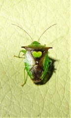 Sastragala versicolor