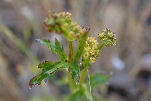 iNaturalist observation photo of Pacific Sanicle